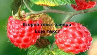 Перейти к разделу FLASH-XML-банеры